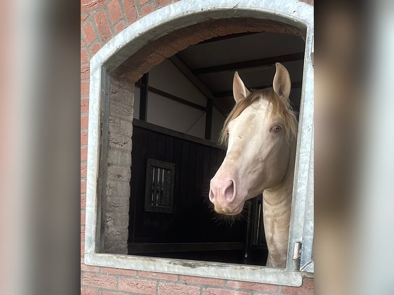 PRE Mix Gelding 4 years 15,2 hh Cremello in Ommeren