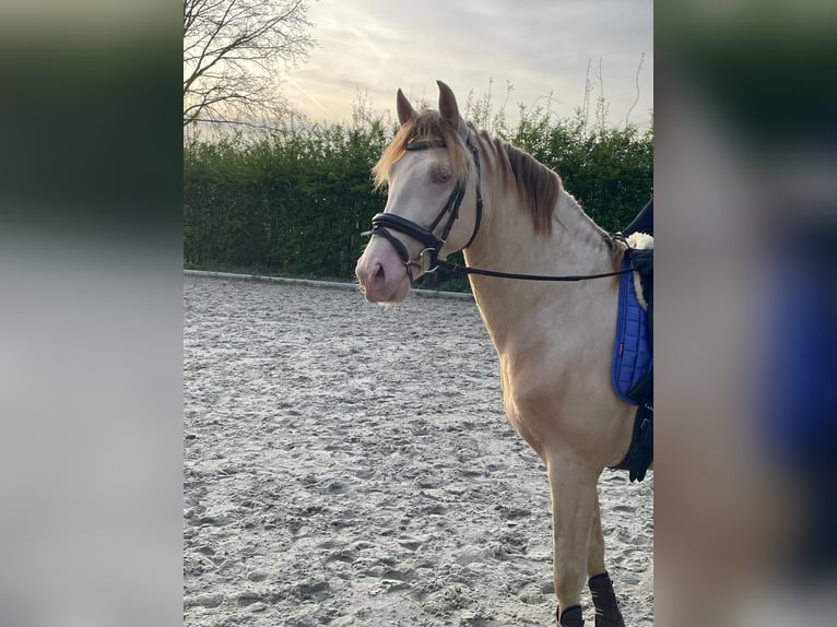 PRE Mix Gelding 4 years 15,2 hh Cremello in Ommeren