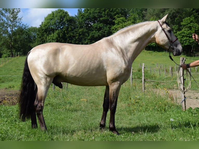 PRE Gelding 4 years 15,2 hh Dun in CAUMONT