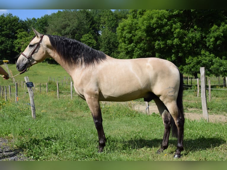 PRE Gelding 4 years 15,2 hh Dun in CAUMONT