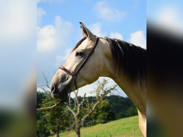 PRE Gelding 4 years 15,2 hh Dun in CAUMONT