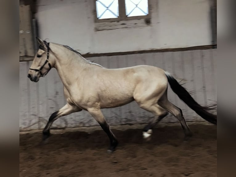 PRE Mix Gelding 4 years 15.2 hh Dun in Fahrenkrug