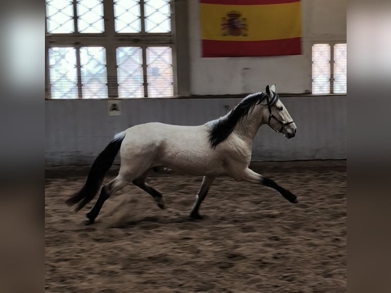 PRE Mix Gelding 4 years 15.2 hh Dun in Fahrenkrug