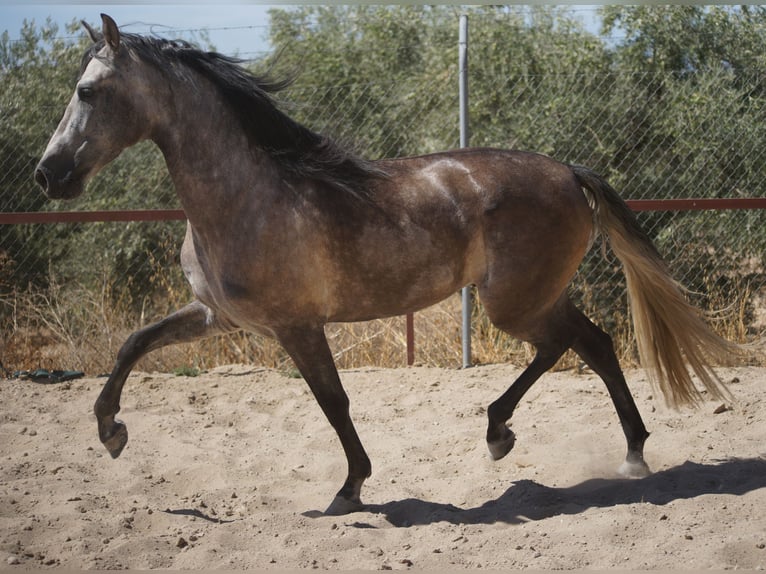 PRE Gelding 4 years 15,2 hh Gray in Pruna