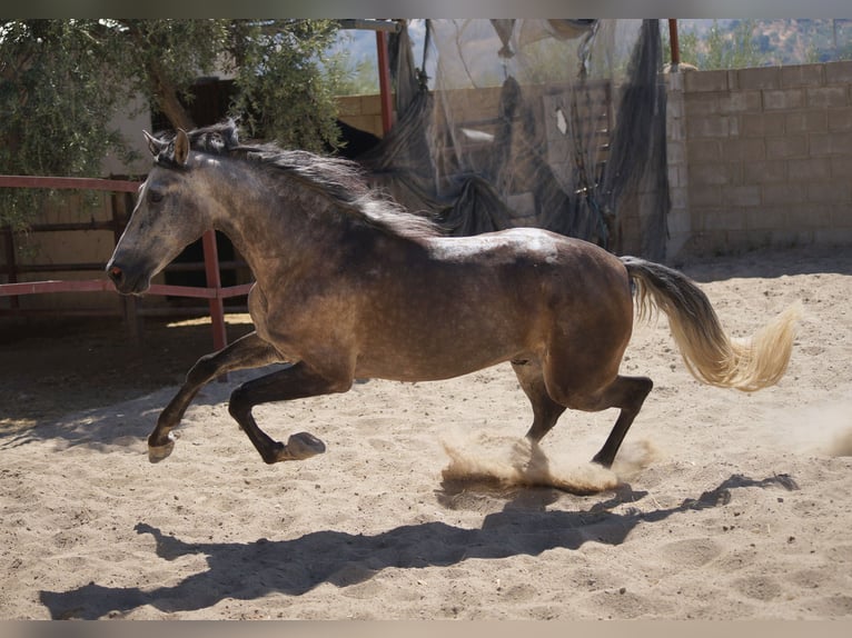 PRE Gelding 4 years 15,2 hh Gray in Pruna