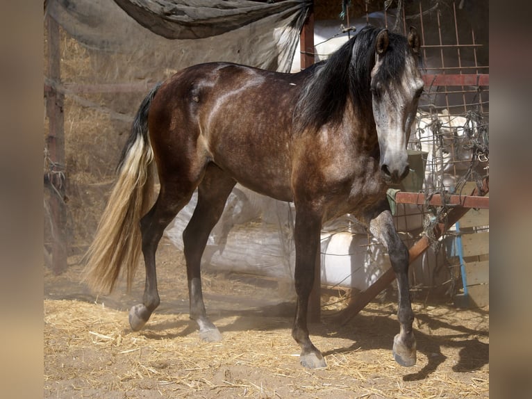 PRE Gelding 4 years 15,2 hh Gray in Pruna