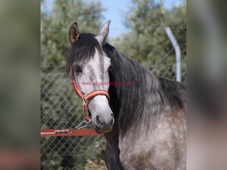 PRE Gelding 4 years 15,2 hh Gray in Pruna