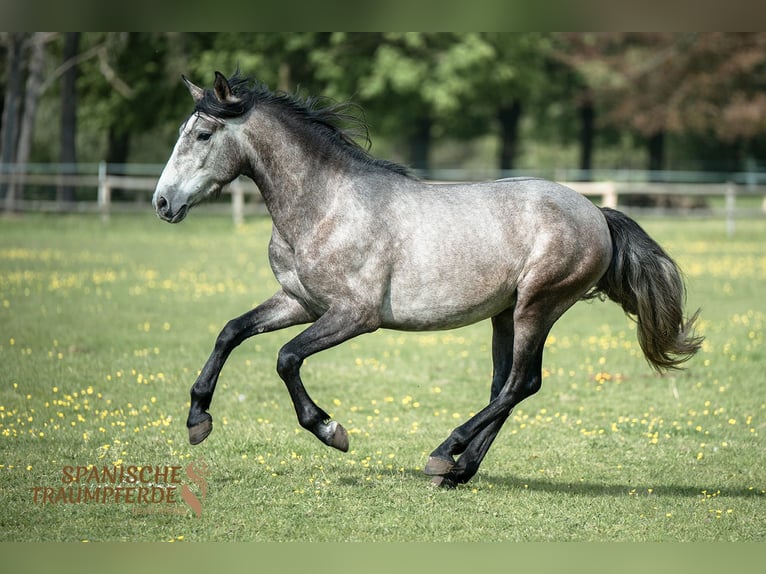 PRE Mix Gelding 4 years 15,2 hh Gray in Traventhal