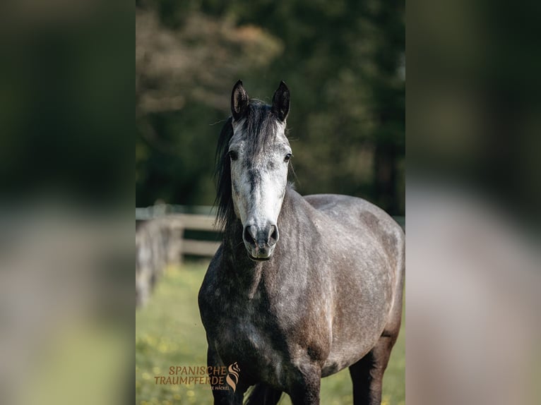 PRE Mix Gelding 4 years 15,2 hh Gray in Traventhal