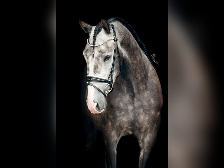 PRE Gelding 4 years 15,2 hh Gray-Dark-Tan in Goch