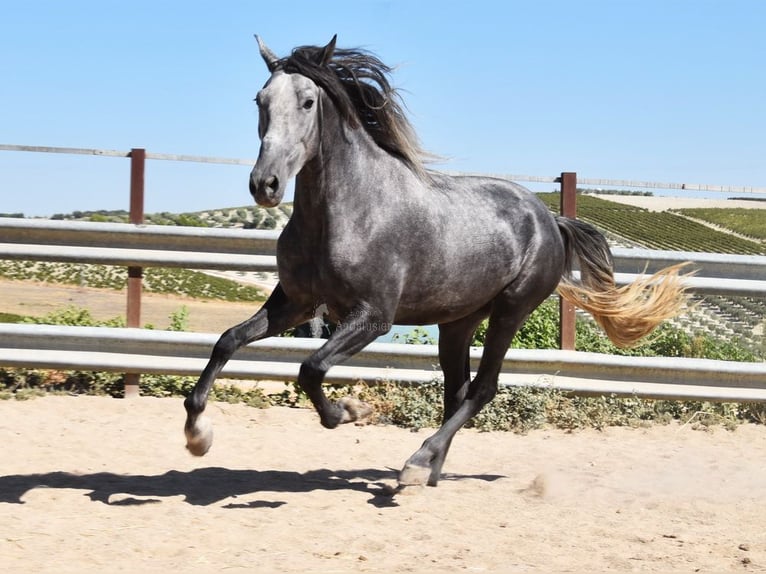 PRE Gelding 4 years 15,2 hh Gray in Provinz Cordoba