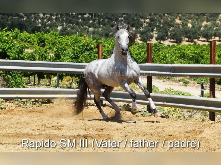 PRE Gelding 4 years 15,2 hh Gray in Provinz Cordoba