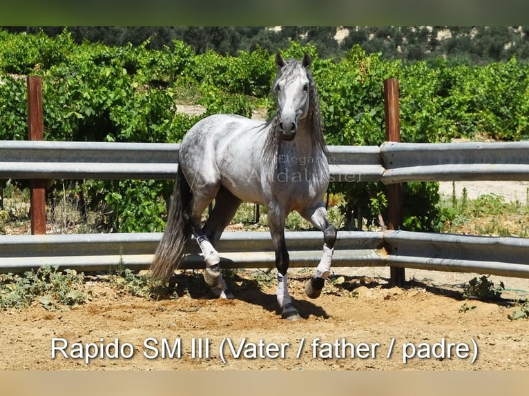 PRE Gelding 4 years 15,2 hh Gray in Provinz Cordoba