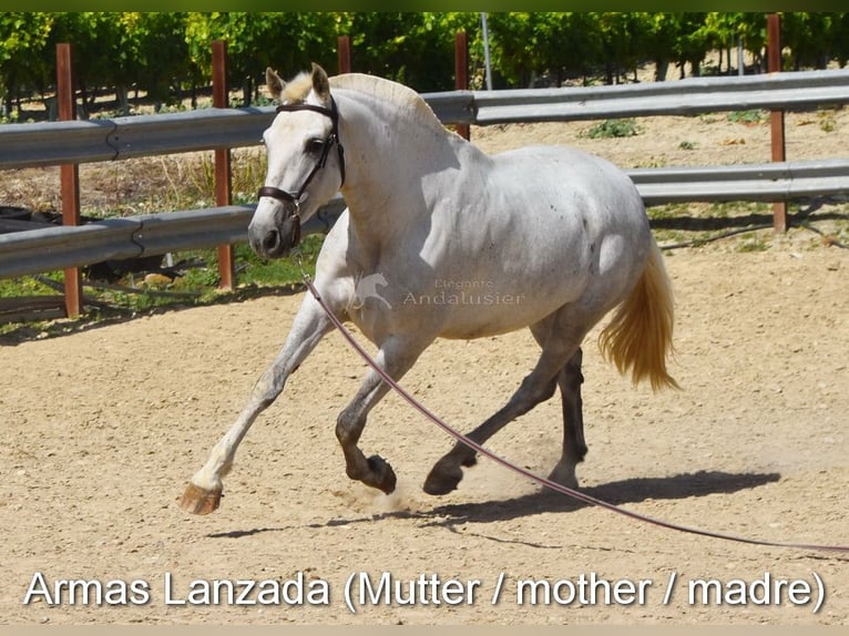 PRE Gelding 4 years 15,2 hh Gray in Provinz Cordoba