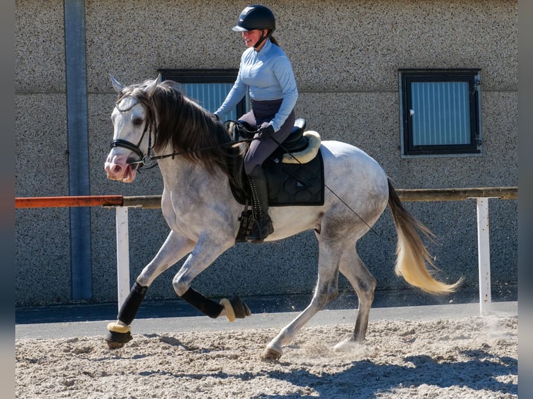 PRE Mix Gelding 4 years 15.2 hh Grey in Neustadt (Wied)