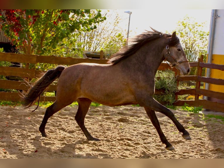 PRE Gelding 4 years 15.2 hh Grey in Brandis