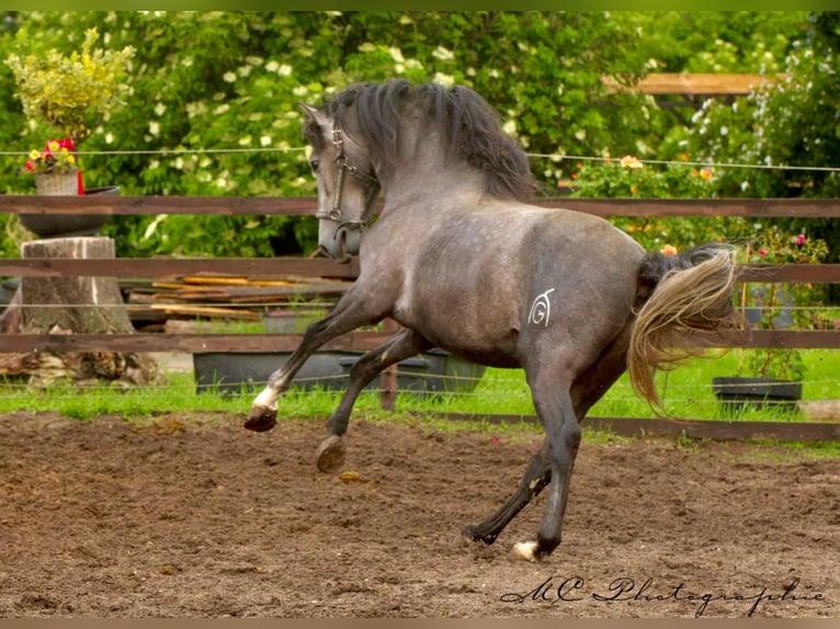 PRE Gelding 4 years 15,2 hh Grey in /Polenz