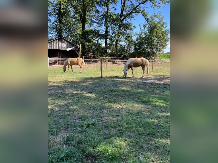 PRE Mix Gelding 4 years 15,2 hh Palomino in Warendorf