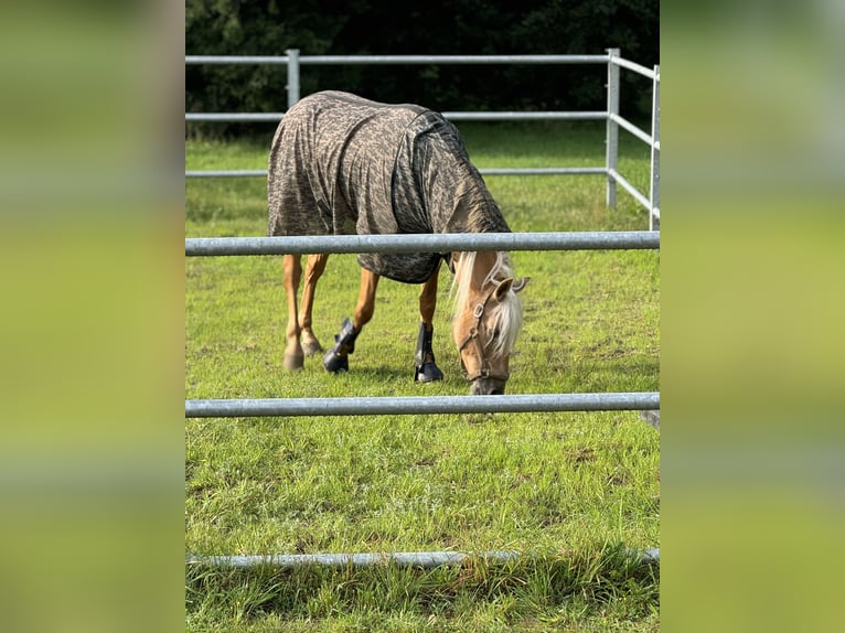 PRE Mix Gelding 4 years 15,2 hh Palomino in Warendorf