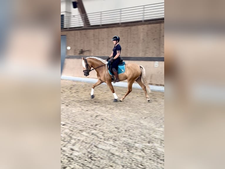 PRE Mix Gelding 4 years 15,2 hh Palomino in Warendorf