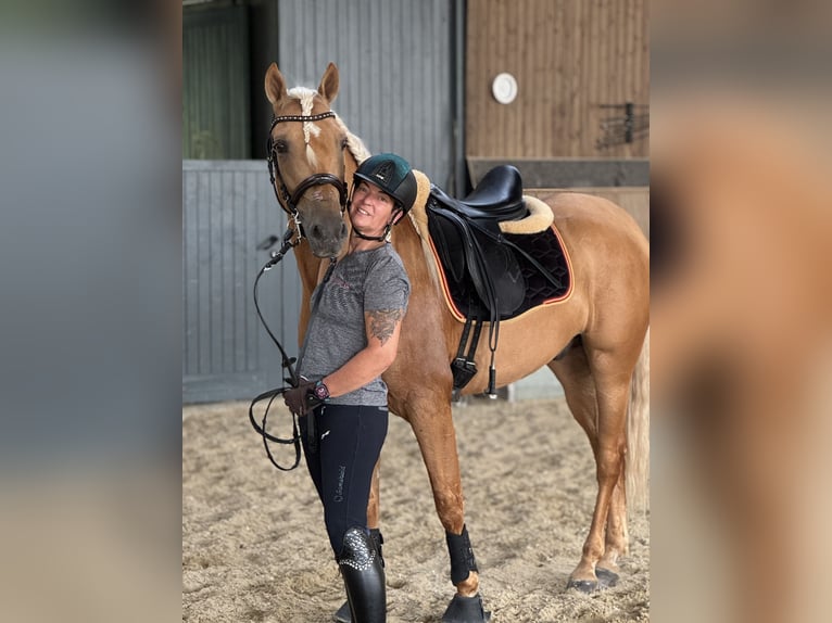 PRE Mix Gelding 4 years 15,2 hh Palomino in Warendorf