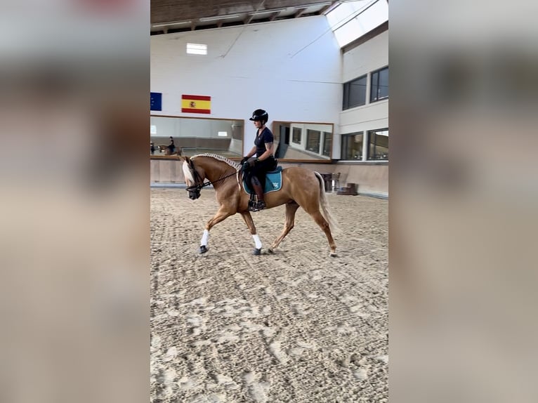 PRE Mix Gelding 4 years 15,2 hh Palomino in Warendorf