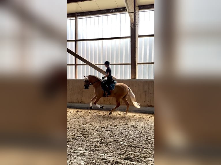 PRE Mix Gelding 4 years 15,2 hh Palomino in Warendorf