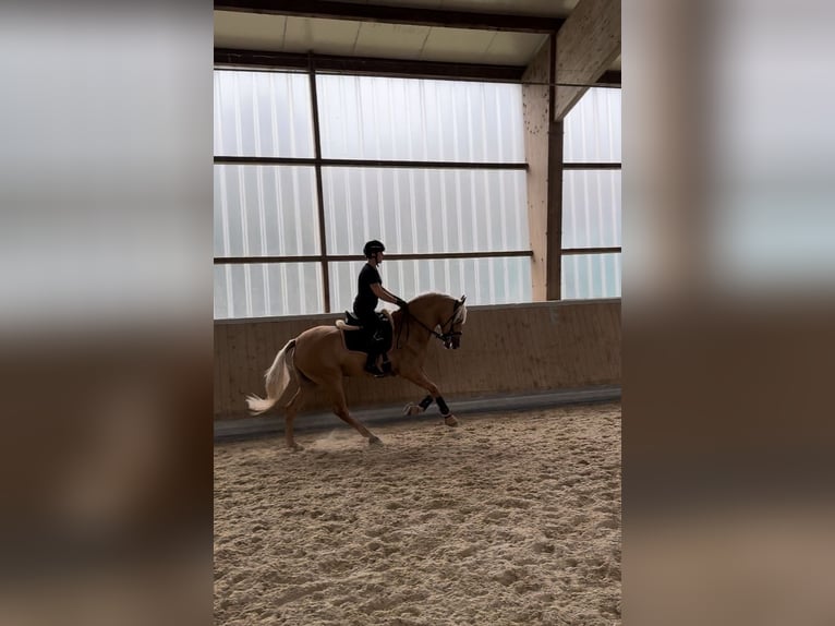 PRE Mix Gelding 4 years 15,2 hh Palomino in Warendorf