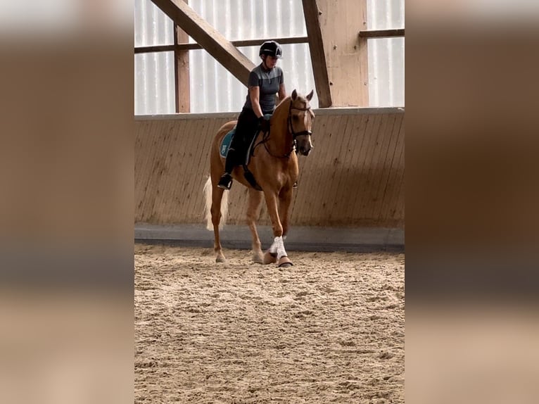 PRE Mix Gelding 4 years 15,2 hh Palomino in Warendorf