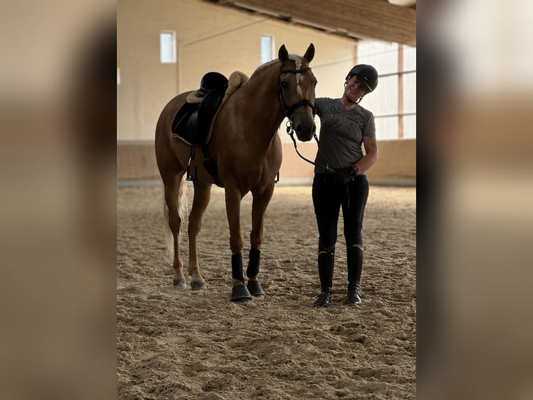 PRE Mix Gelding 4 years 15,2 hh Palomino in Warendorf