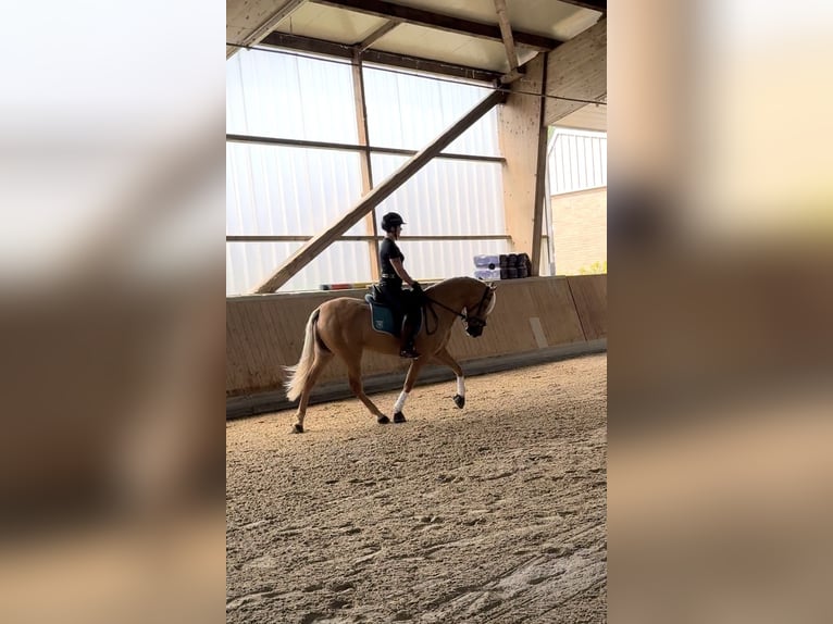 PRE Mix Gelding 4 years 15,2 hh Palomino in Warendorf