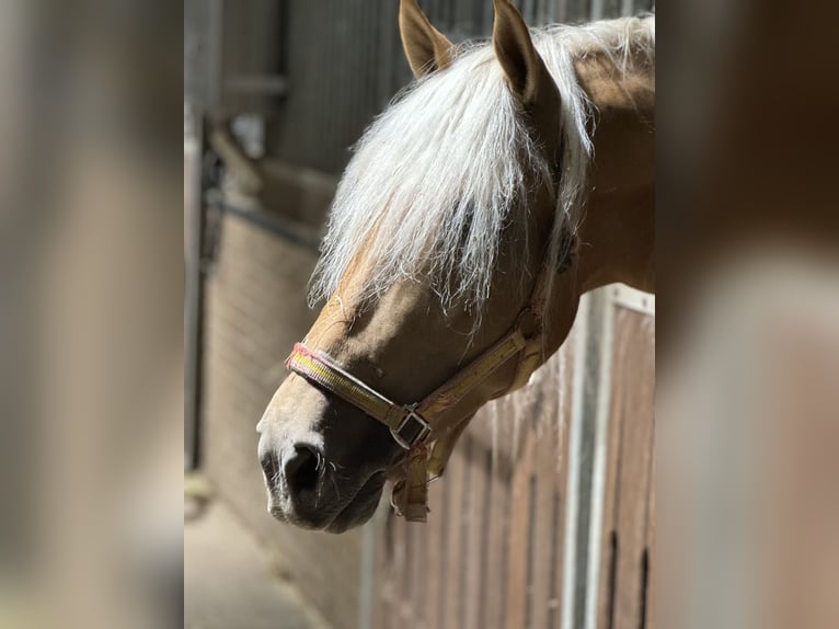 PRE Mix Gelding 4 years 15,2 hh Palomino in Warendorf