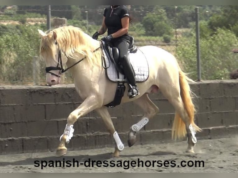 PRE Mix Gelding 4 years 15,2 hh Perlino in Barcelona