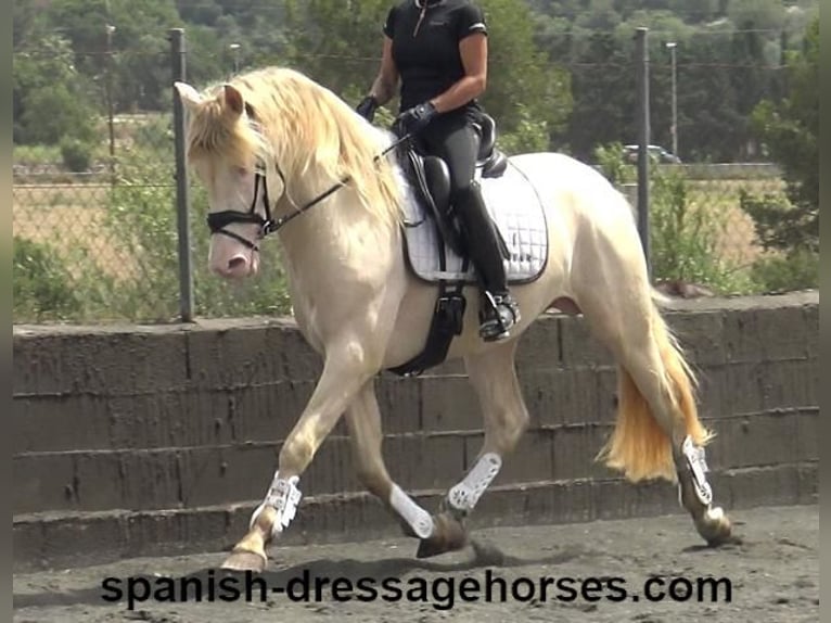 PRE Mix Gelding 4 years 15,2 hh Perlino in Barcelona