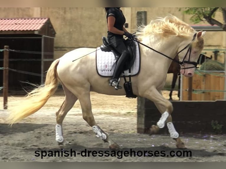 PRE Mix Gelding 4 years 15,2 hh Perlino in Barcelona