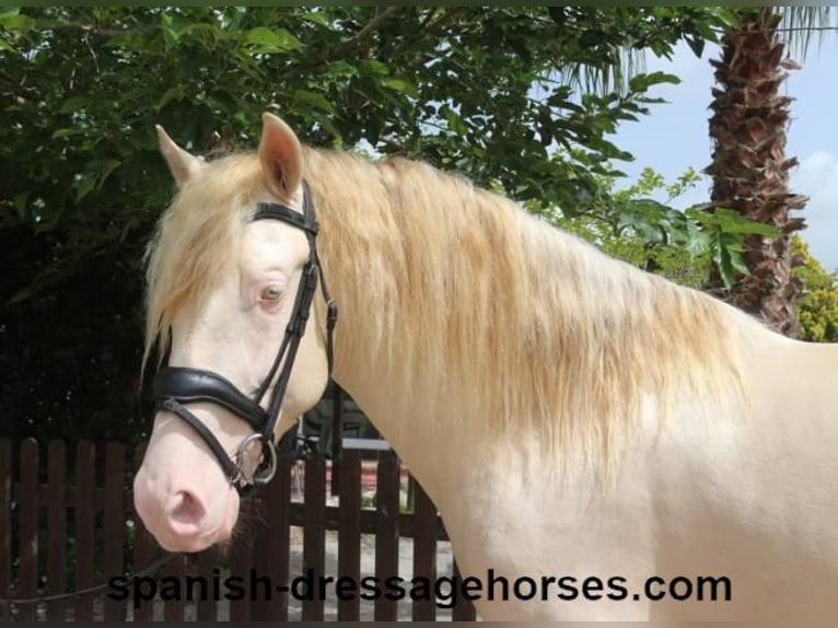 PRE Mix Gelding 4 years 15,2 hh Perlino in Barcelona