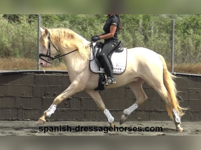 PRE Mix Gelding 4 years 15,2 hh Perlino in Barcelona