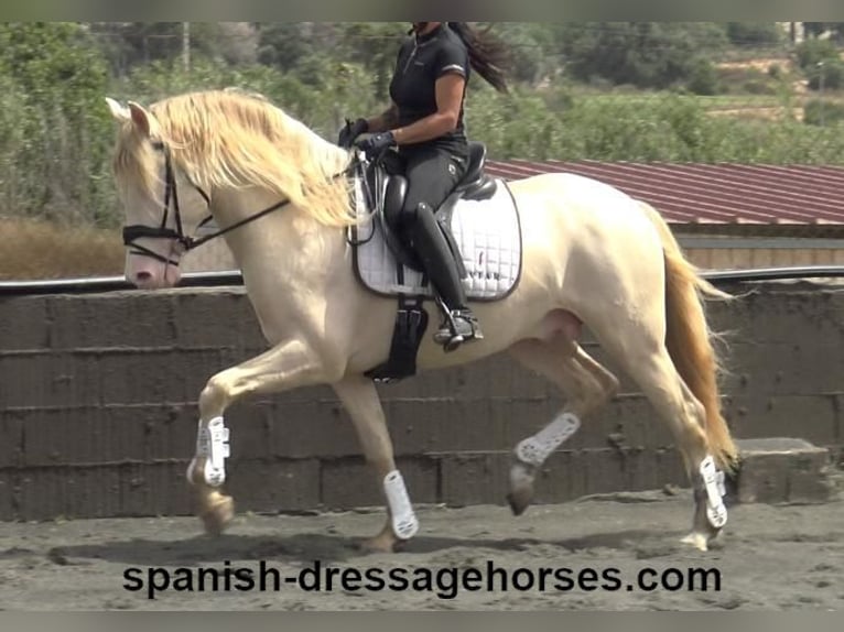 PRE Mix Gelding 4 years 15,2 hh Perlino in Barcelona