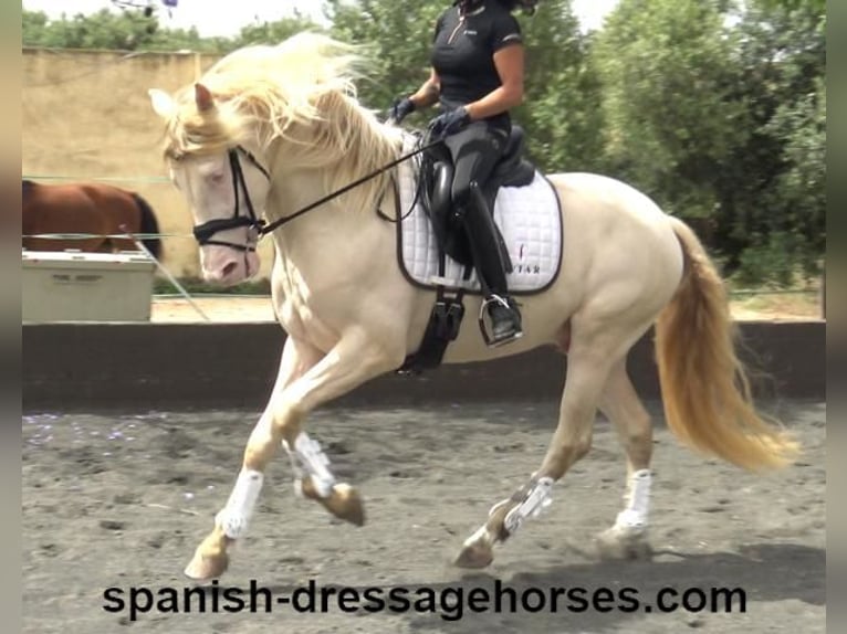 PRE Mix Gelding 4 years 15,2 hh Perlino in Barcelona