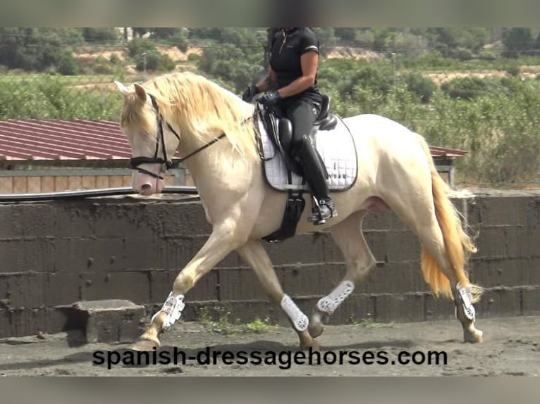 PRE Mix Gelding 4 years 15,2 hh Perlino in Barcelona