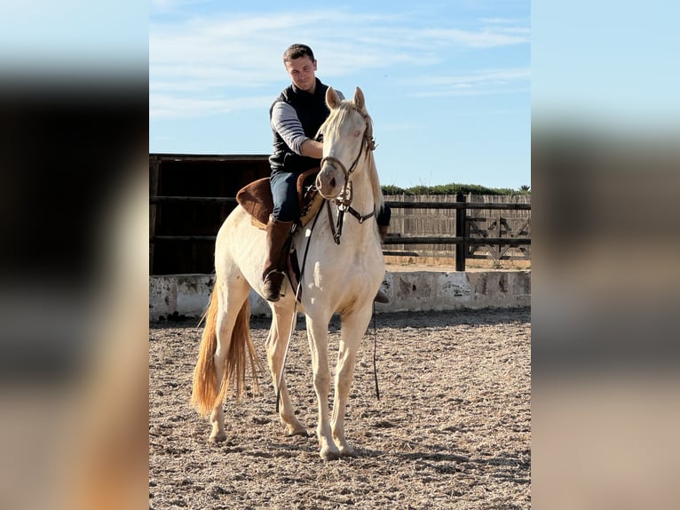 PRE Gelding 4 years 15,2 hh Perlino in Kolbermoor