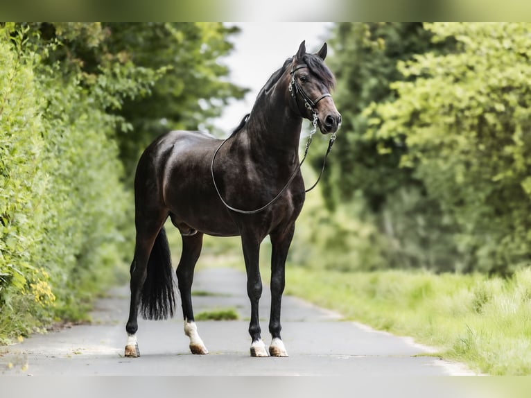 PRE Gelding 4 years 15,2 hh Smoky-Black in Windhagen