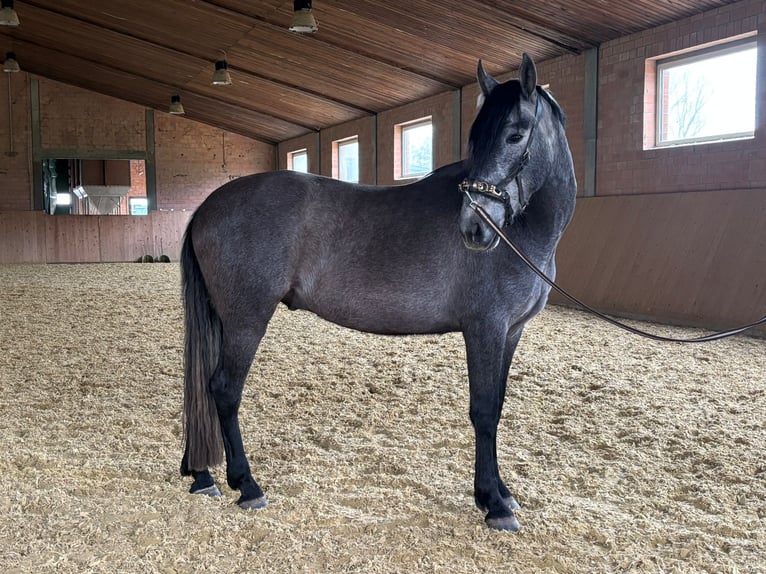 PRE Mix Gelding 4 years 15.2 hh  in Bad Salzuflen