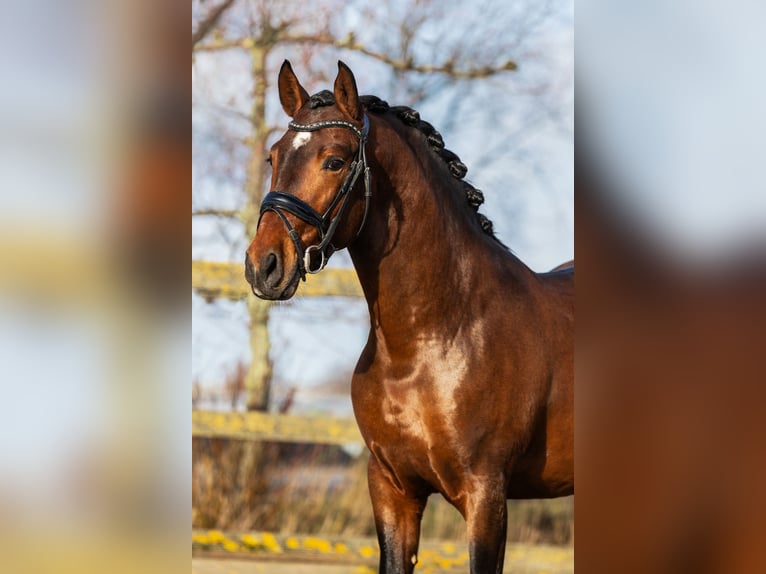 PRE Mix Gelding 4 years 15,3 hh Brown in Sm