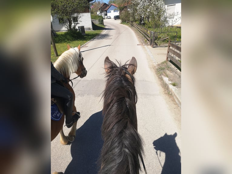 PRE Mix Gelding 4 years 15.3 hh Brown Falb mold in Dirlewang