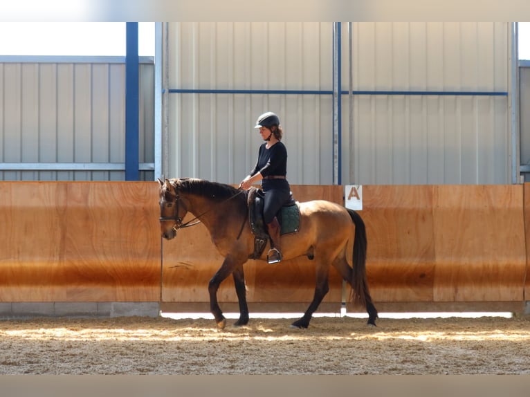 PRE Mix Gelding 4 years 15.3 hh Brown Falb mold in Dirlewang