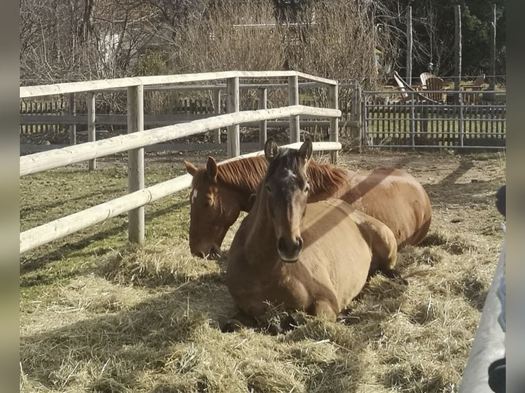 PRE Mix Gelding 4 years 15.3 hh Brown Falb mold in Dirlewang