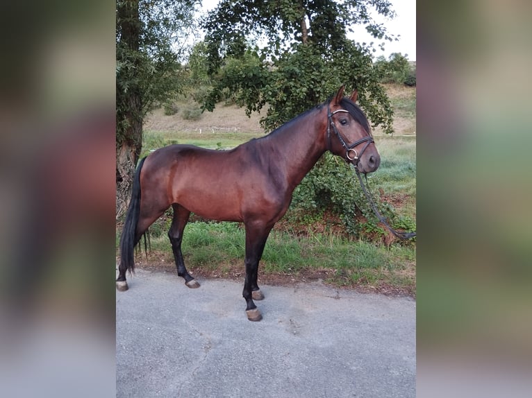 PRE Mix Gelding 4 years 15,3 hh Brown in Bad Mergentheim