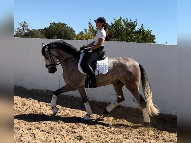 PRE Mix Gelding 4 years 15,3 hh Gray-Dapple in Martfeld