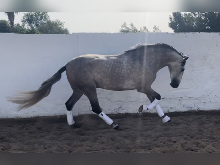 PRE Mix Gelding 4 years 15,3 hh Gray-Dapple in Martfeld